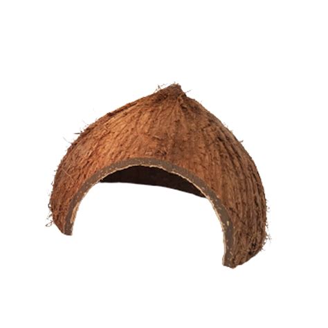 Tortoise Spider Scorpion Lizard Horned Frog Reptile | Ubuy India