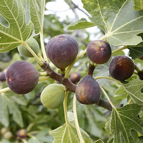Fruit – Page 2 – Santhi Online Plants