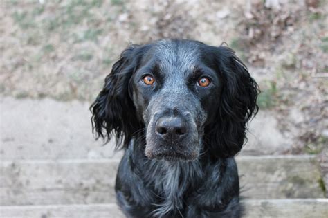 Blue Picardy Spaniel | Спаниель