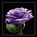 5 Purple Rose Rosa Bush Shrub Perennial Flower Seeds India | Ubuy