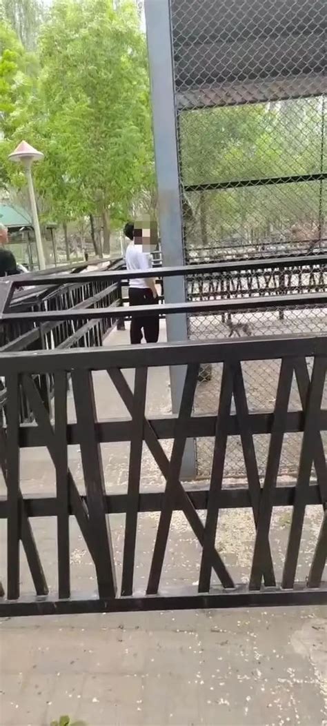 沈阳一游客翻越护栏向猴子吐口水，宣传部回应：将督促景区加强管理_央广网