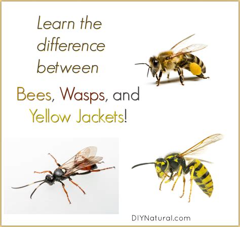 Wasp Vs Hornet Vs Yellow Jacket Pictures New Mexico Pest Control Guide