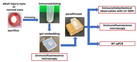 A Novel Multi-Observation System to Study the Effects of Anterior ...