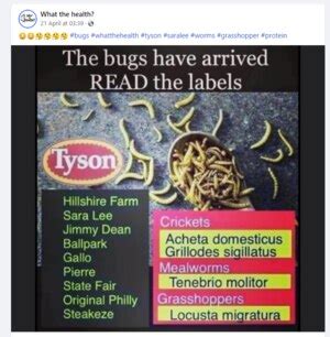 Is Tyson Foods adding insects to meat products? - THIP Media