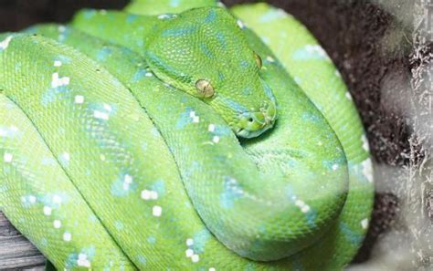 Image result for Green Tree Python Facts