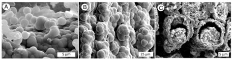Silicification of Wood: An Overview