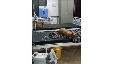 Madhya Pradesh: Private guard suspended after viral video showed dogs ...