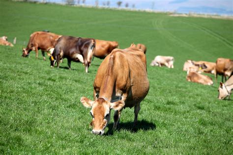 Why Jersey? | Jersey Cattle Society of the UK