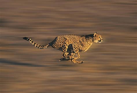 Cheetah Predators: These 4 Animals Can Kill and Eat Cheetahs - A-Z Animals