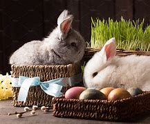 Image result for Easter Baskets & Bunnies