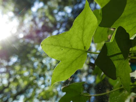 11 Ivy activity ideas – Childsplayabc ~ Nature is our playground
