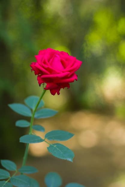 Red rose on blurred background blooming red rose in garden copy space ...