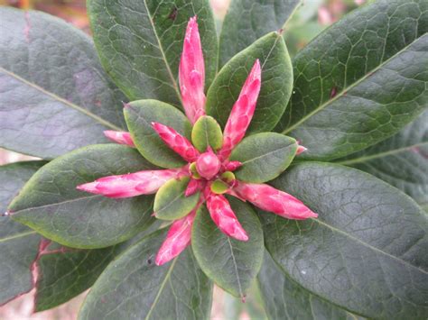 Rhododendron vialii | Pukeiti
