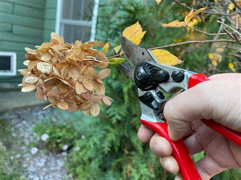 When To Prune Hydrangea Tree , Spring Pruning: Fire Light® Hydrangea ...
