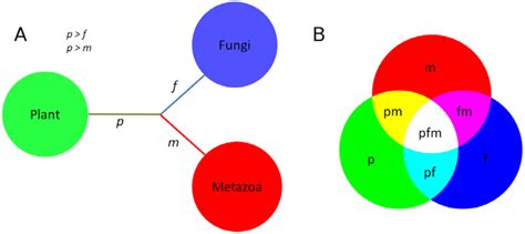 Metazoan Remaining Genes for Essential Amino Acid Biosynthesis ...