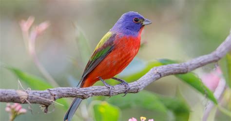 Image result for Birds Flying Compilation