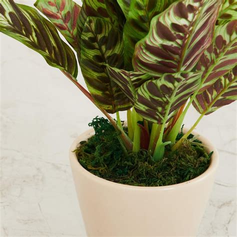 Buy Fiesta Green Artificial Potted Plant from Home Centre at just INR ...