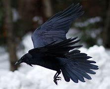 Ravens 的图像结果