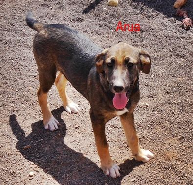 Arua » Kanarenhunde e.V.