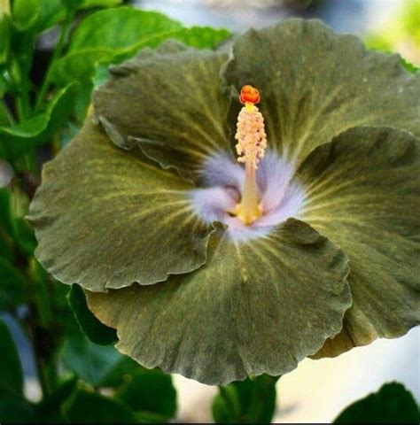 Zomoloco_Hibiscus Plant-MATTE GREEN DIFFERENT HIBISCUS : Amazon.in ...