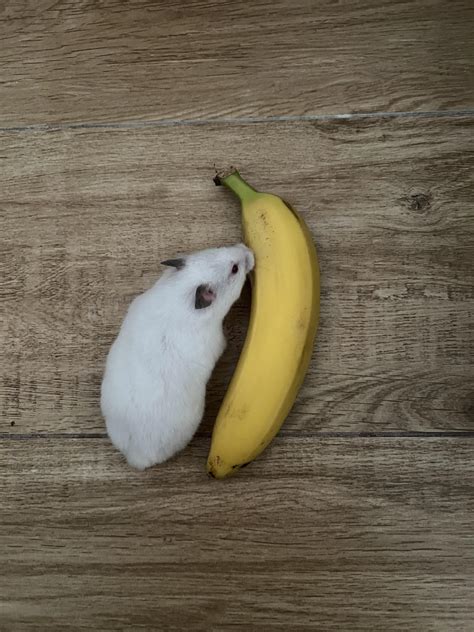 What age do you think Evie is? (banana for scale) : r/hamsters