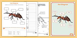What is an Ant? – Ant Facts for Kids – Twinkl - Twinkl
