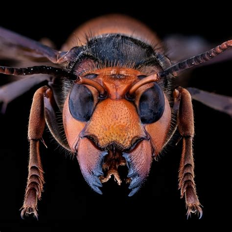 Hornets