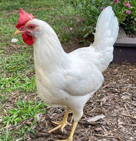 Top 8 Free-Range Chicken Breeds (with Pictures)