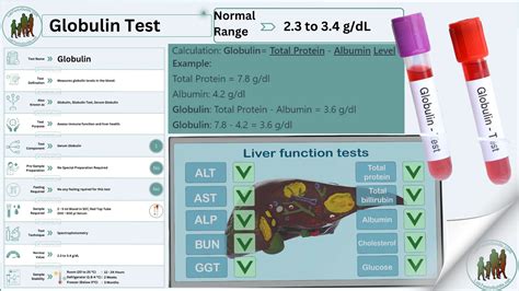 Globulin Test Purpose, procedure, Result and more | Lab Tests Guide