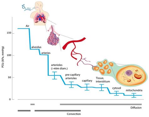 The Hyperoxic-Hypoxic Paradox