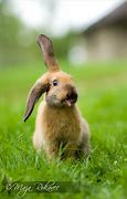 Image result for Funny Bunnty