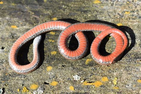 Red-bellied Snake (Storeria occipitomaculata) - Amphibians and Reptiles ...