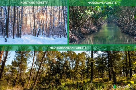 Forest Environment 的图像结果