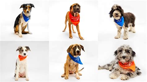 Puppy Bowl 2025: What is Puppy Bowl XXI time and date? TV channel, lineup