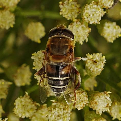 Golden Plushback from Featherly Regional Park, CA, USA on October 22 ...