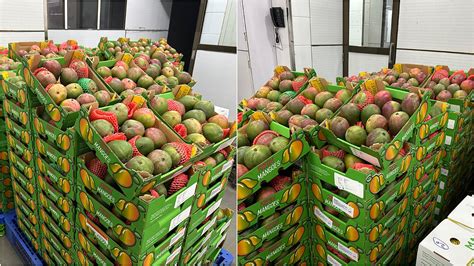 Navi Mumbai: Vashi APMC Market Receives First Supply Of Kent Mangoes ...