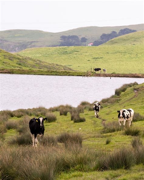 Best 11 41 Cowboy Slang Terms for Things You Eat and Drink – Artofit