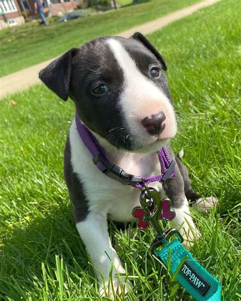 Bull Terrier Pitbull Mix: Info, Pictures, Facts, FAQs & More