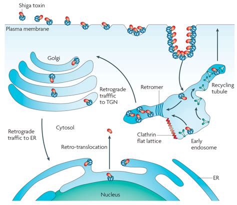 Shiga Toxin—A Model for Glycolipid-Dependent and Lectin-Driven Endocytosis