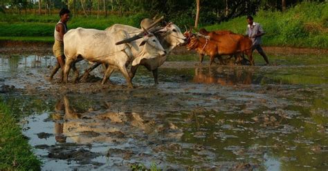 Tillage and Puddling