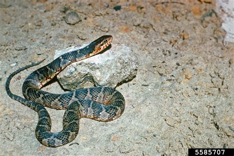 Broad Banded Water Snake