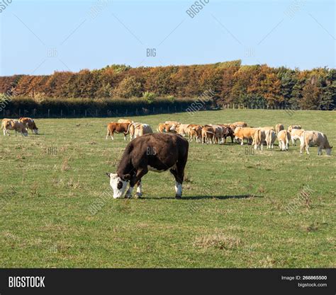 Cattle Grazing Field Image & Photo (Free Trial) | Bigstock