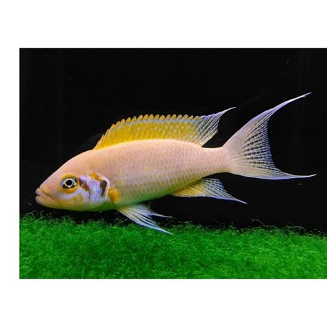 NEOLAMPROLOGUS PULCHER DAFFODILS (1.5inch)