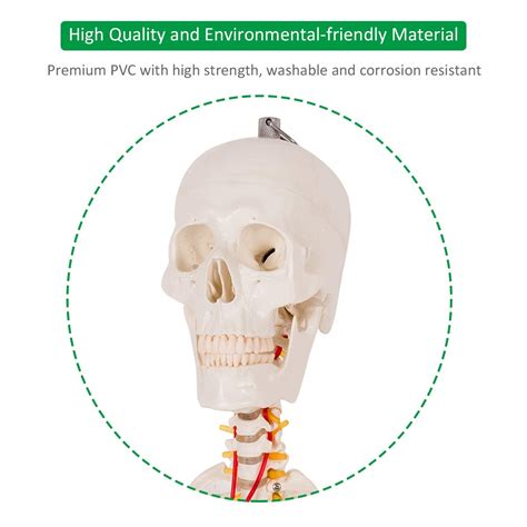 Giantex 70.8" Life Size Skeleton Model, with Roller Stand, 2 Casters ...