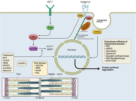 Frontiers | Mechanical Signaling in the Pathophysiology of Critical ...