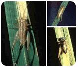 ORGANIC FARMING :: Pest Management of Agricultural Crops