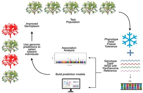 Genetic Breeding to Improve Freeze Tolerance in Blueberries, a Review