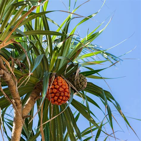 Ketaki Flower Wiki