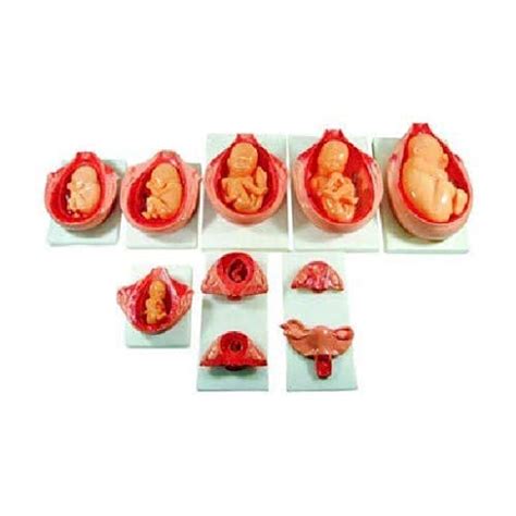 AjantaExports Development Process for Fetus model Gestational Stages ...
