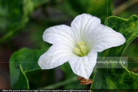 Ivy gourd | Coccinia grandis | kovakkai | Tam lueng